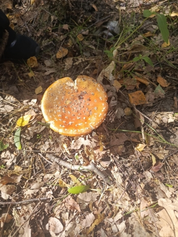 4a2d1e96-6cb7-499d-b579-cdb3c414b4fe