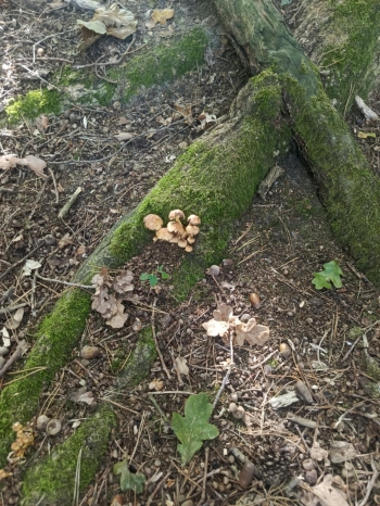 e4f0f69e-5181-403f-9991-cac5af273427