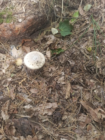 e85f37cb-bb7f-4ce8-a2cf-c93875a9441b