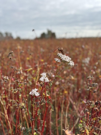 88cda1e8-24b8-4354-9f53-a16b78bb01a2